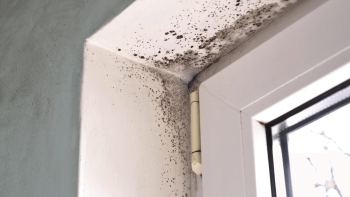 Schimmels in woning